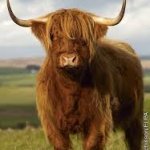 Skót marha