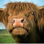 skót marha3